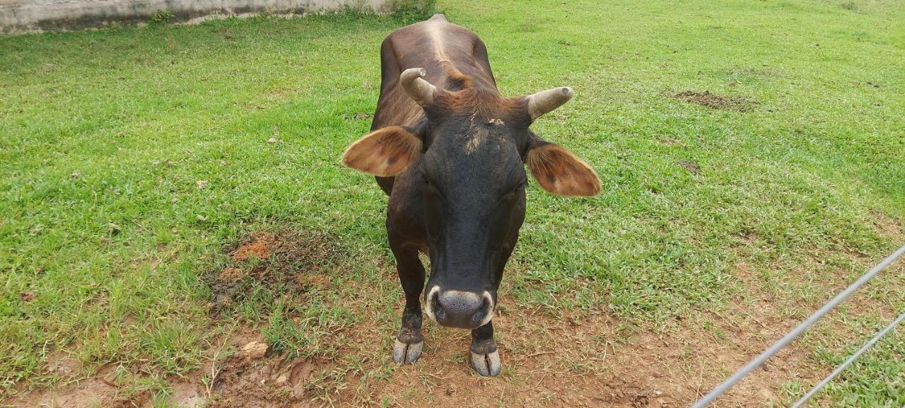 Sitio Dos Rodrigues Villa Lindoia ภายนอก รูปภาพ